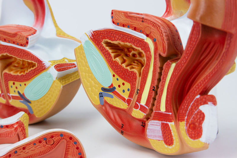 Carregue imagem no visualizador da galeriaModelo de Órgão Genital Feminino, 4 Partes [SKU: MG29948]
