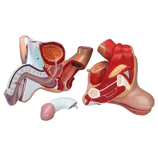 Male Genital Organ Model, 4 Parts