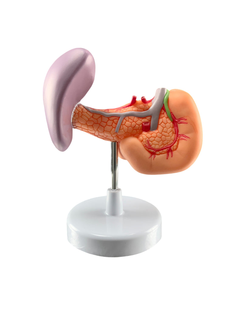 Load image into Gallery viewer, Posterior Abdominal Organs Model on Stand
