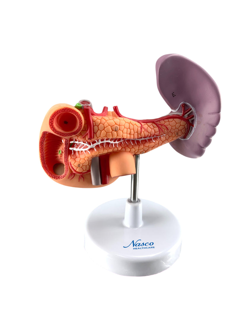 Load image into Gallery viewer, Posterior Abdominal Organs Model on Stand
