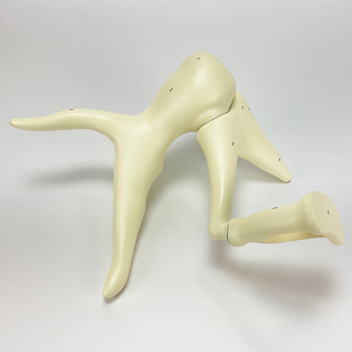 Modello di Orecchio Uditivo, Ingrandito 20X [SKU: MG29974]