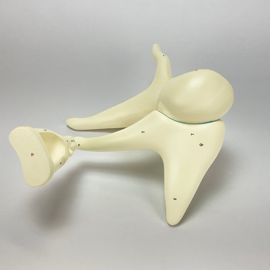 Auditory Ossicle Model, 20X Enlarged