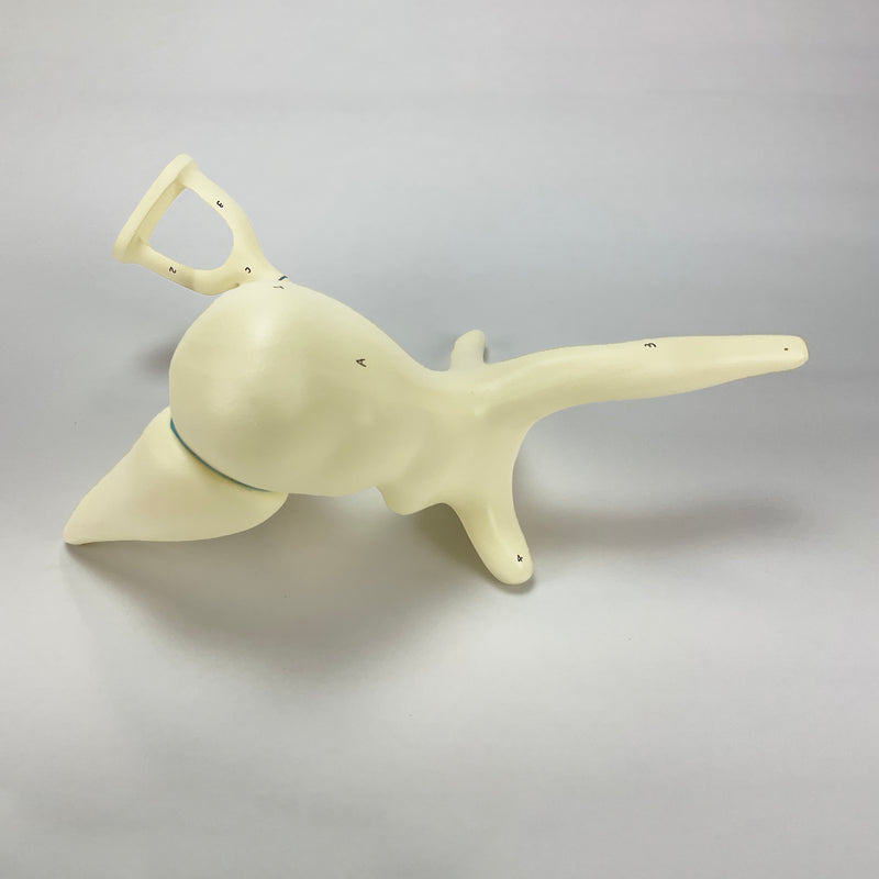 Load image into Gallery viewer, Auditory Ossicle Model, 20X Enlarged
