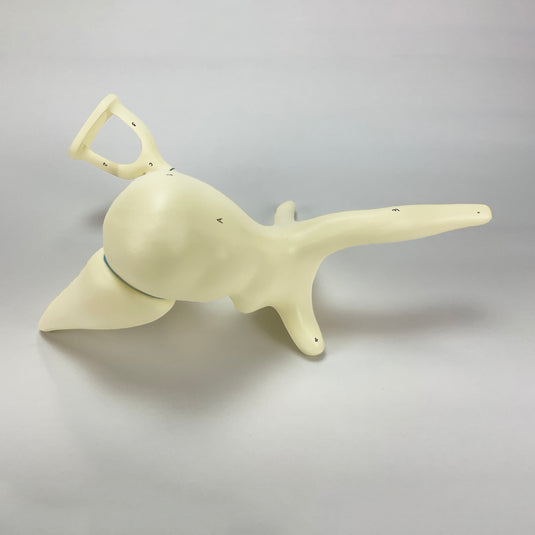 Auditory Ossicle Model, 20X Enlarged