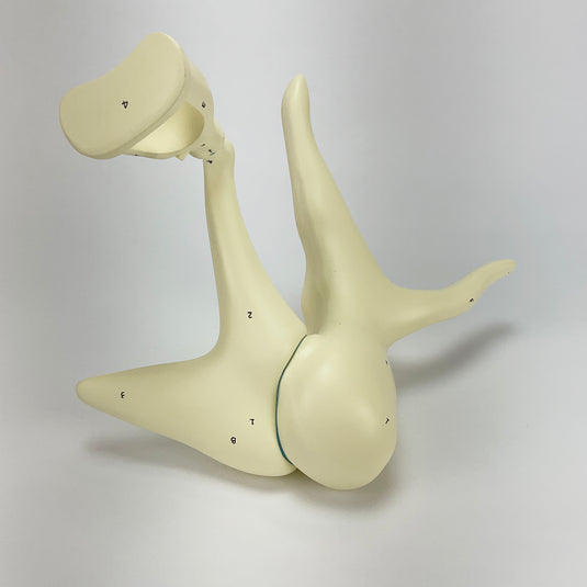 Auditory Ossicle Model, 20X Enlarged