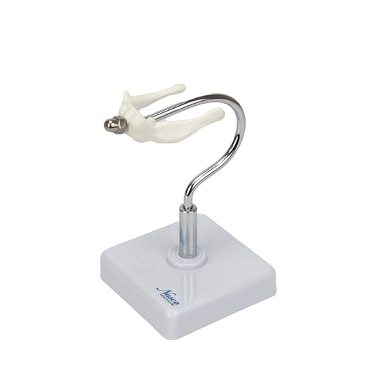 Modelo de Hueso Hioides [SKU: MG29977]