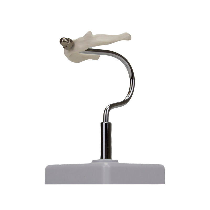 Cargue la imagen en el visor de la galería, Modelo de Hueso Hioides [SKU: MG29977]
