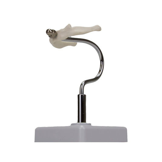 Modelo de Hueso Hioides [SKU: MG29977]