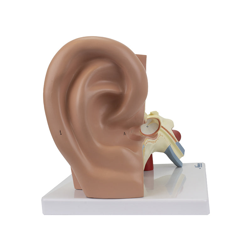 Load image into Gallery viewer, Ear Model, 3X Enlarged, 3-Parts
