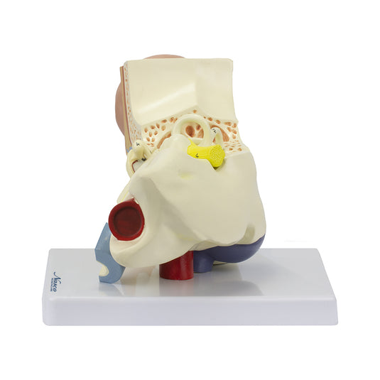Ear Model, 3X Enlarged, 3-Parts