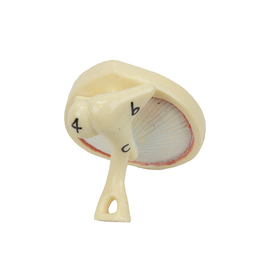 Ear Model, 3X Enlarged, 3-Parts