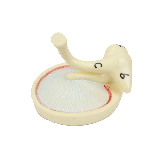 Ear Model, 3X Enlarged, 3-Parts