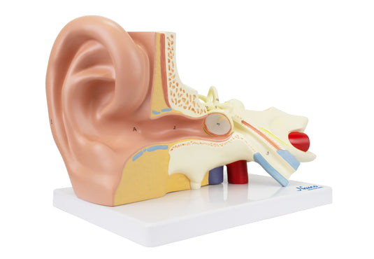 Ear Model, 3X Enlarged, 3-Parts
