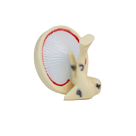 Modelo de Oído, 3X Ampliado, 6 Piezas [SKU: MG29983]