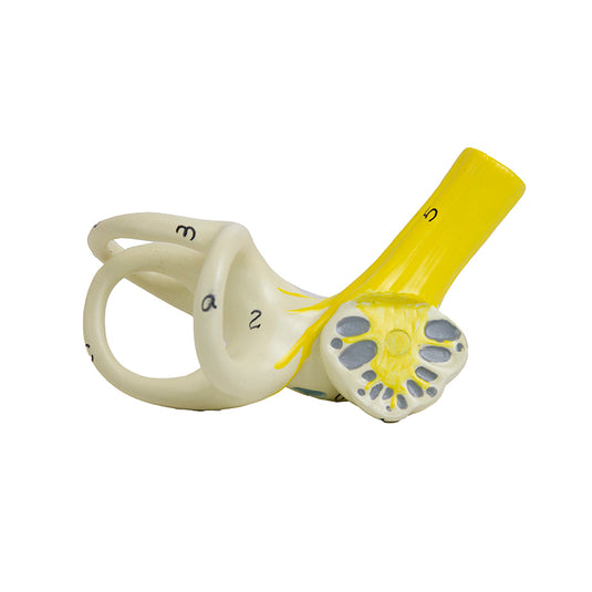 Modelo de Oído, 3X Ampliado, 6 Piezas [SKU: MG29983]