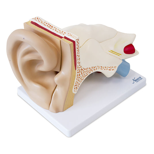 Modelo de Oído, 3X Ampliado, 6 Piezas [SKU: MG29983]