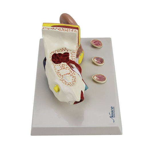 Oído con Patología Modek, 1.5X Ampliado [SKU: MG29985]