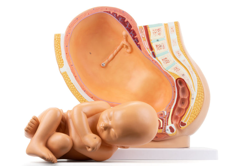 ギャラリービューアに画像をロードする, 妊娠モデル付き骨盤、2部品 [SKU: MG30131]
