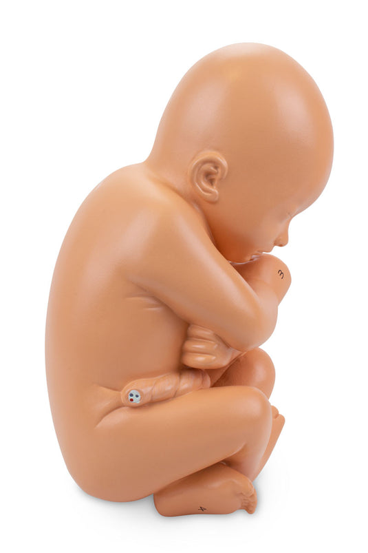 妊娠モデル付き骨盤、2部品 [SKU: MG30131]