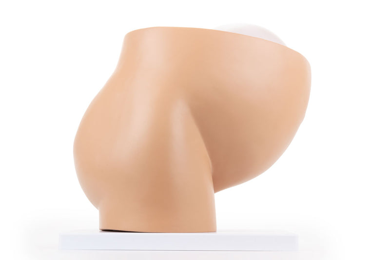 ギャラリービューアに画像をロードする, 妊娠モデル付き骨盤、2部品 [SKU: MG30131]
