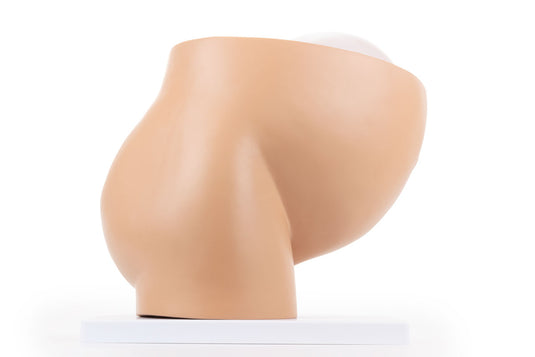 妊娠モデル付き骨盤、2部品 [SKU: MG30131]