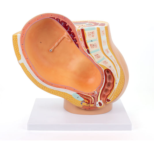 妊娠モデル付き骨盤、2部品 [SKU: MG30131]