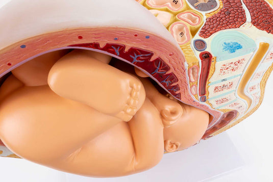 妊娠モデル付き骨盤、2部品 [SKU: MG30131]