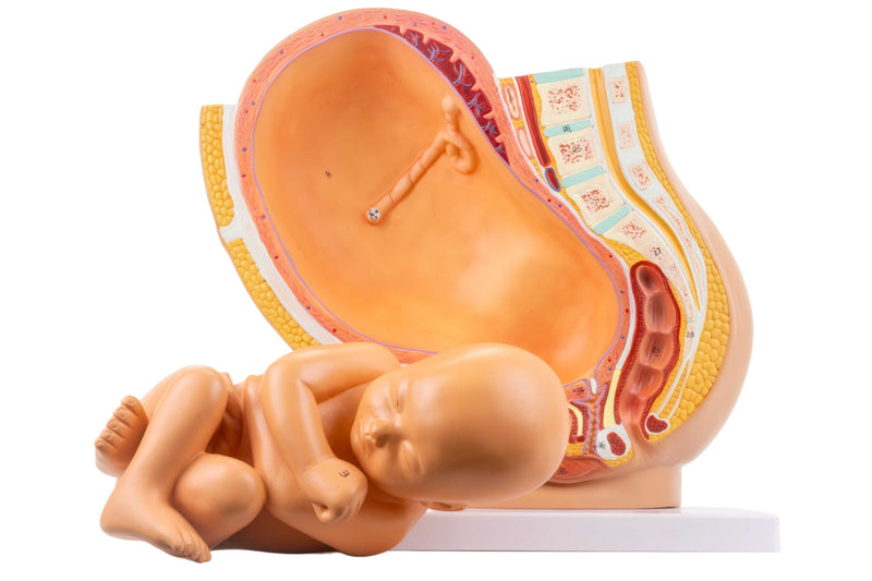 ギャラリービューアに画像をロードする, 妊娠モデル付き骨盤、2部品 [SKU: MG30131]
