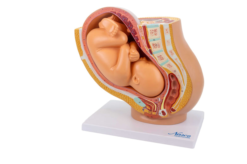 ギャラリービューアに画像をロードする, 妊娠モデル付き骨盤、2部品 [SKU: MG30131]
