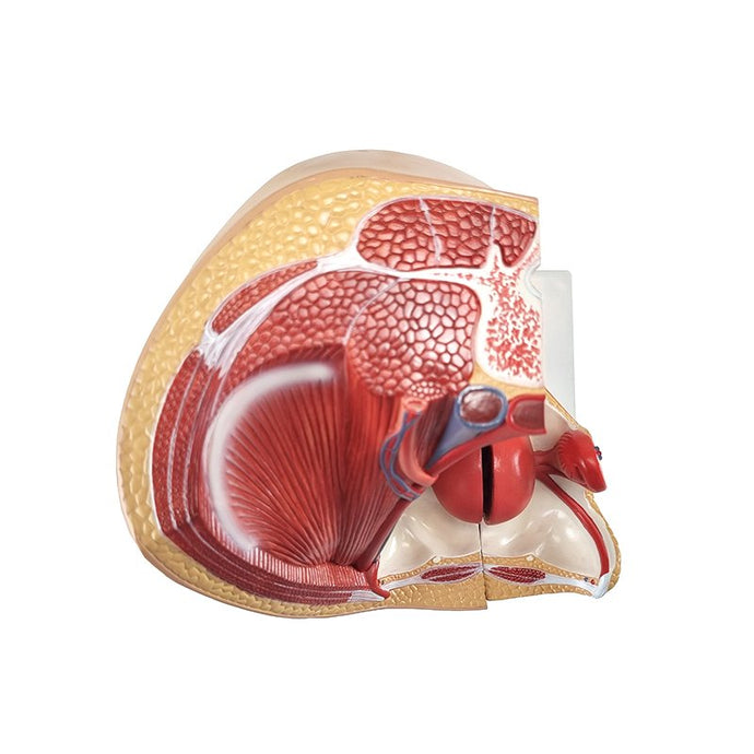 Bekken met 8-weken embryo model [SKU: MG30133]