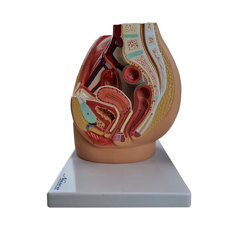 Cargue la imagen en el visor de la galería, Modelo de Pelvis Femenina con Modelo de Órganos Internos, 3 Partes [SKU: MG30135]
