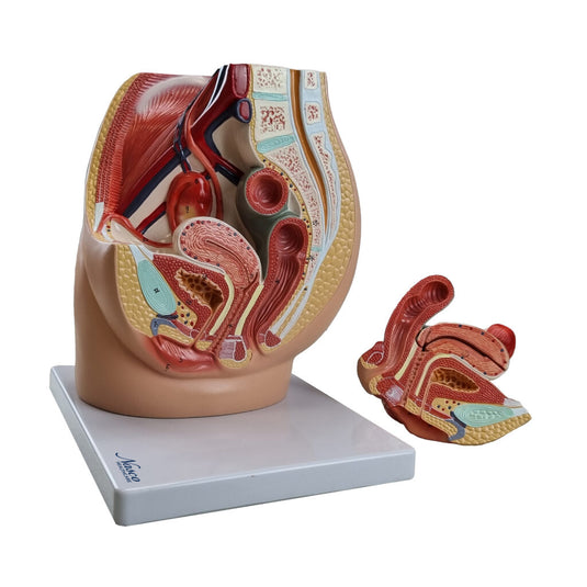 Modelo de Pelvis Femenina con Modelo de Órganos Internos, 3 Partes [SKU: MG30135]