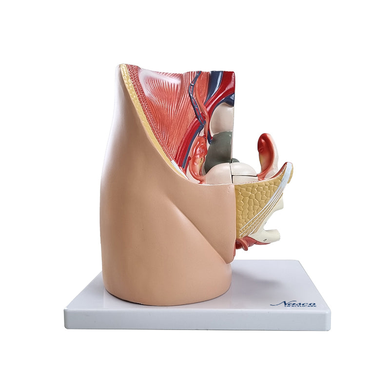 Cargue la imagen en el visor de la galería, Modelo de Pelvis Femenina con Modelo de Órganos Internos, 3 Partes [SKU: MG30135]
