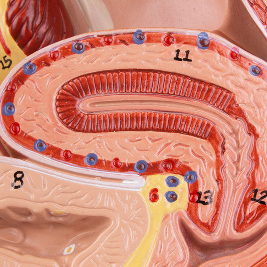 महिला पेल्विस मॉडल, मध्य अनुभाग, 2 भाग [SKU: MG30136]