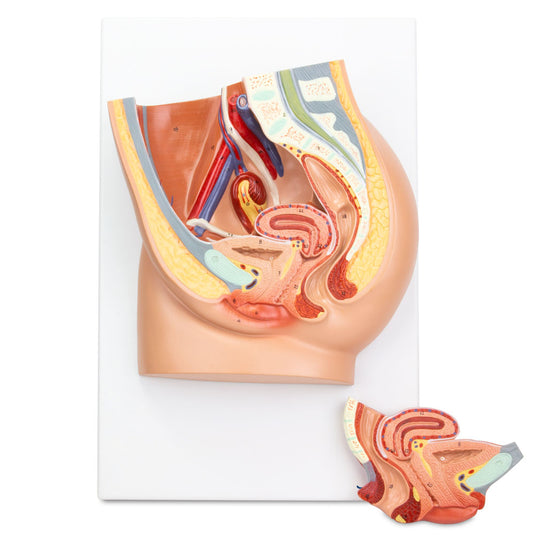 महिला पेल्विस मॉडल, मध्य अनुभाग, 2 भाग [SKU: MG30136]