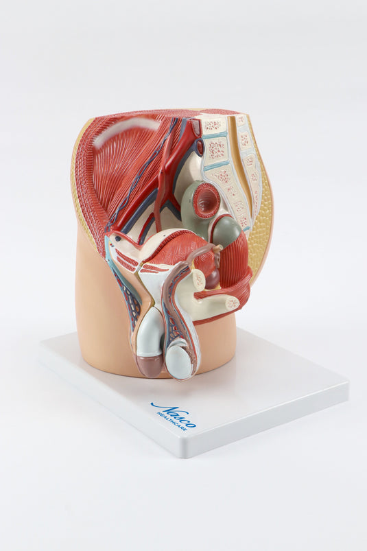 Modelo de Pelvis Masculina, Sección Midsagital, 4 Partes [SKU: MG30139]