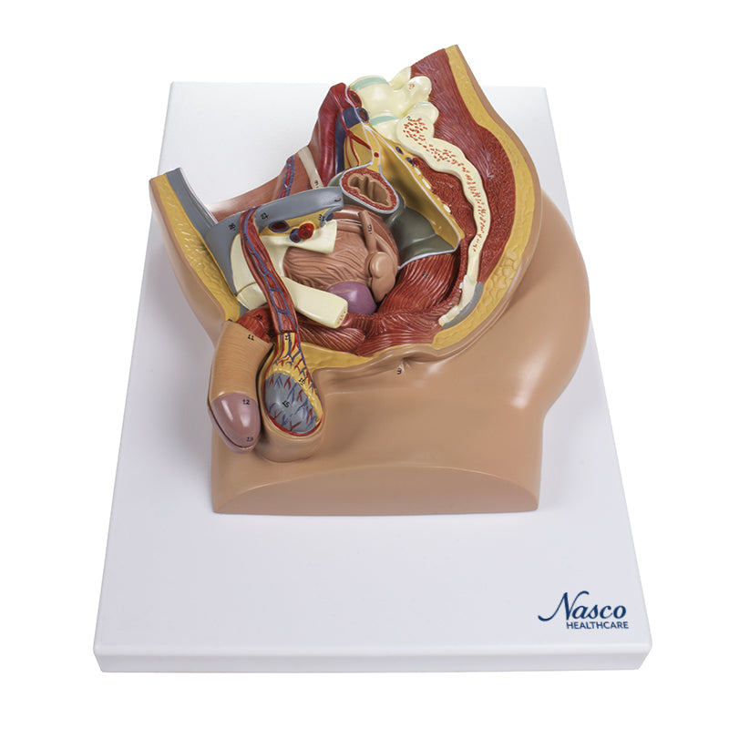 Cargue la imagen en el visor de la galería, Modelo de Pelvis Masculina, Sección Media, 4 Partes [SKU: MG30140]
