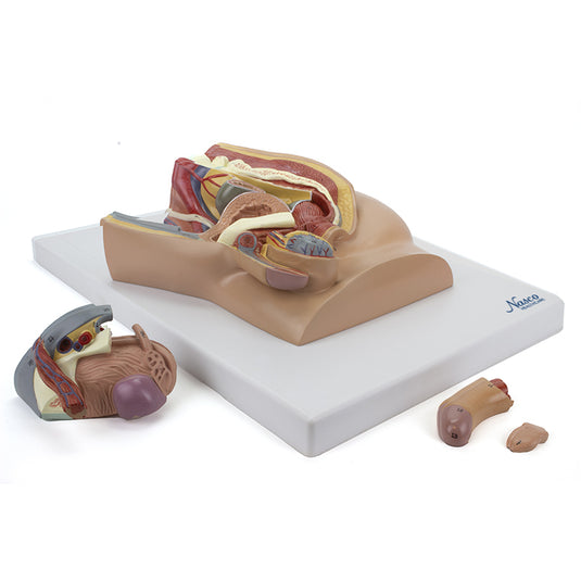 Modelo de Pelvis Masculina, Sección Media, 4 Partes [SKU: MG30140]