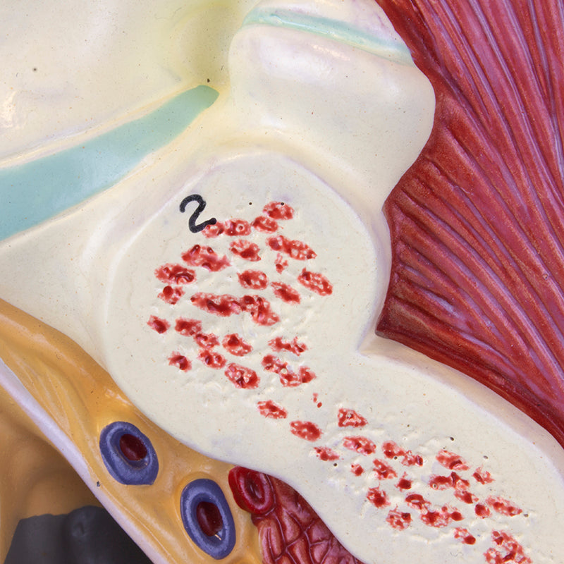 Cargue la imagen en el visor de la galería, Modelo de Pelvis Masculina, Sección Media, 4 Partes [SKU: MG30140]
