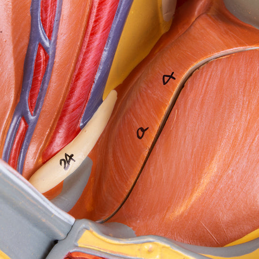 Modelo de Pelvis Masculina, Sección Media, 4 Partes [SKU: MG30140]