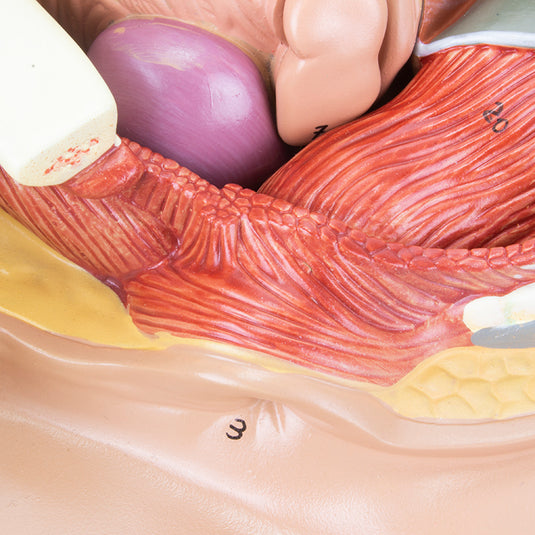 Modelo de Pelvis Masculina, Sección Media, 4 Partes [SKU: MG30140]