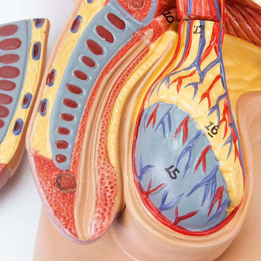 Modelo de Pelvis Masculina, Sección Media, 4 Partes [SKU: MG30140]