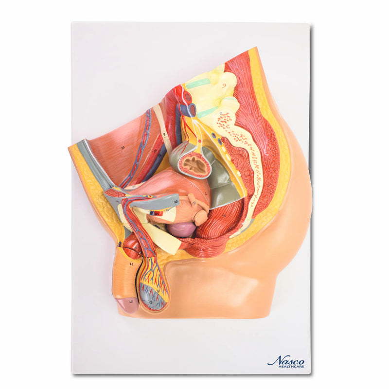 Cargue la imagen en el visor de la galería, Modelo de Pelvis Masculina, Sección Media, 4 Partes [SKU: MG30140]
