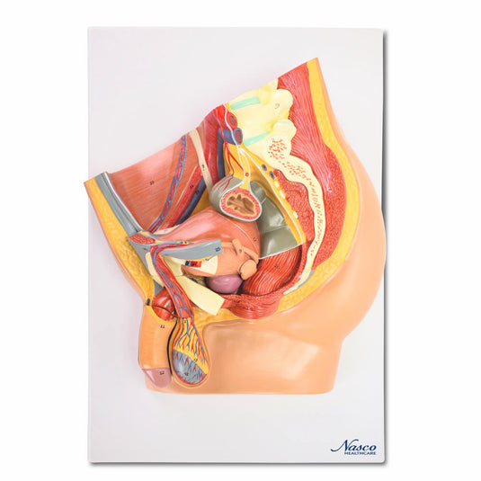 Modelo de Pelvis Masculina, Sección Media, 4 Partes [SKU: MG30140]