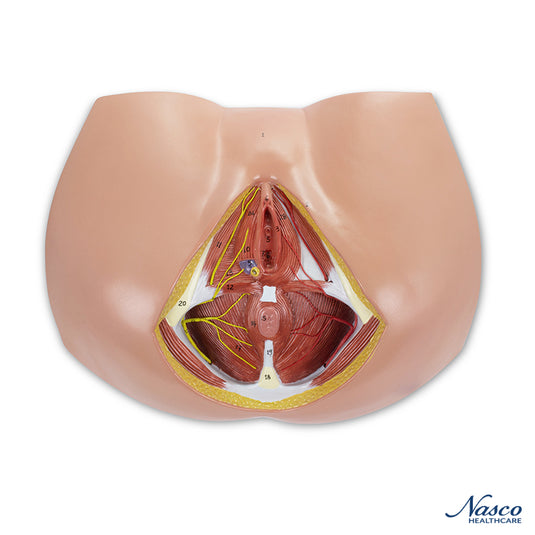 Female Perineum Model