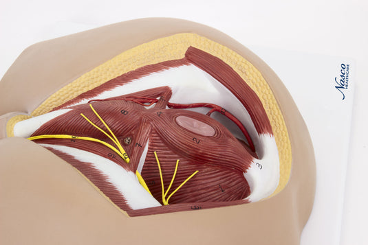 Model Perineum Pria [SKU: MG30415]
