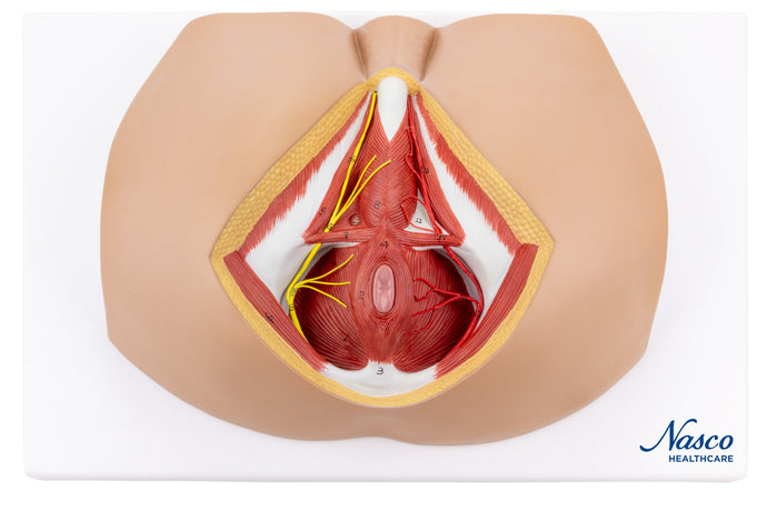 Male Perineum Model