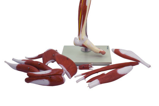 Leg Muscle Model, Detachable, 13 Parts