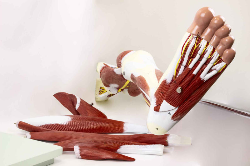 Load image into Gallery viewer, Leg Muscle Model, Detachable, 13 Parts
