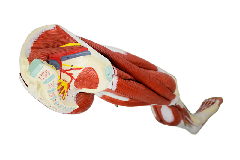 Load image into Gallery viewer, Leg Muscle Model, Detachable, 13 Parts
